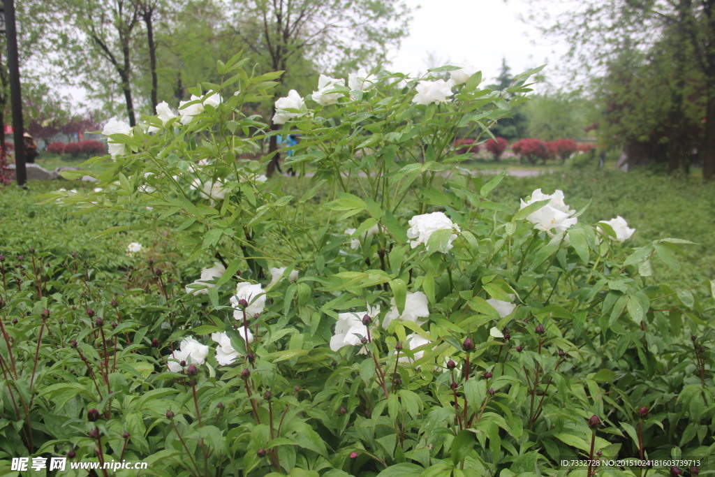 白花绿草