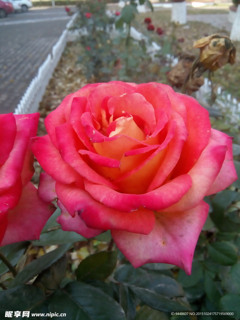 月季花