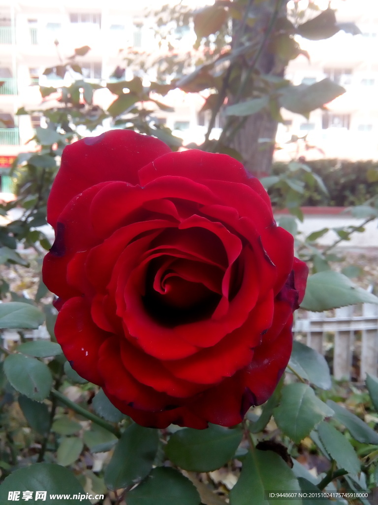 月季花