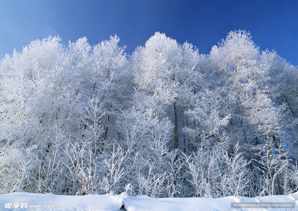 雪盖树