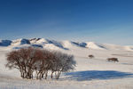 雪山枯树