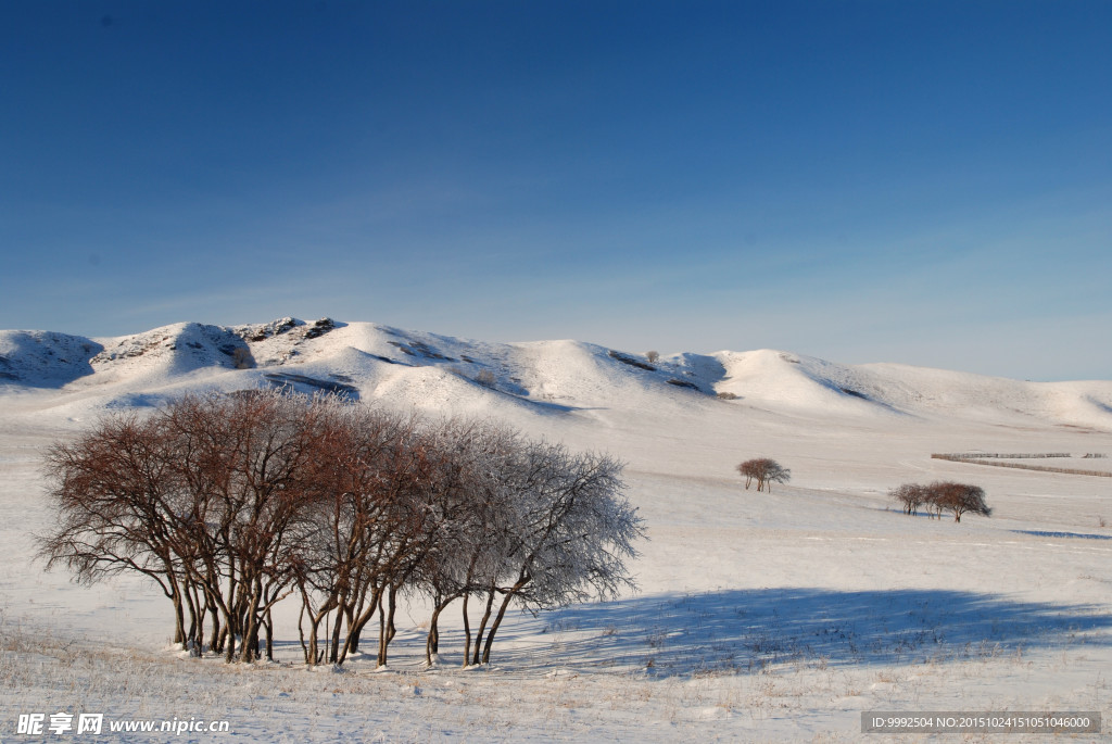 雪山枯树