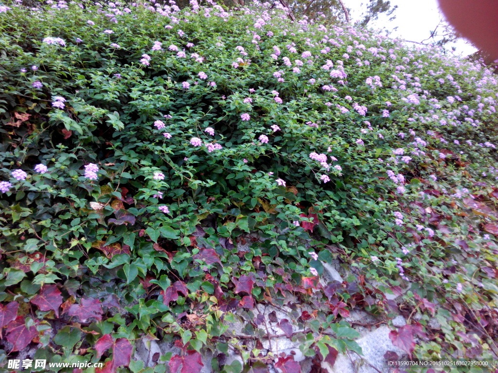 花