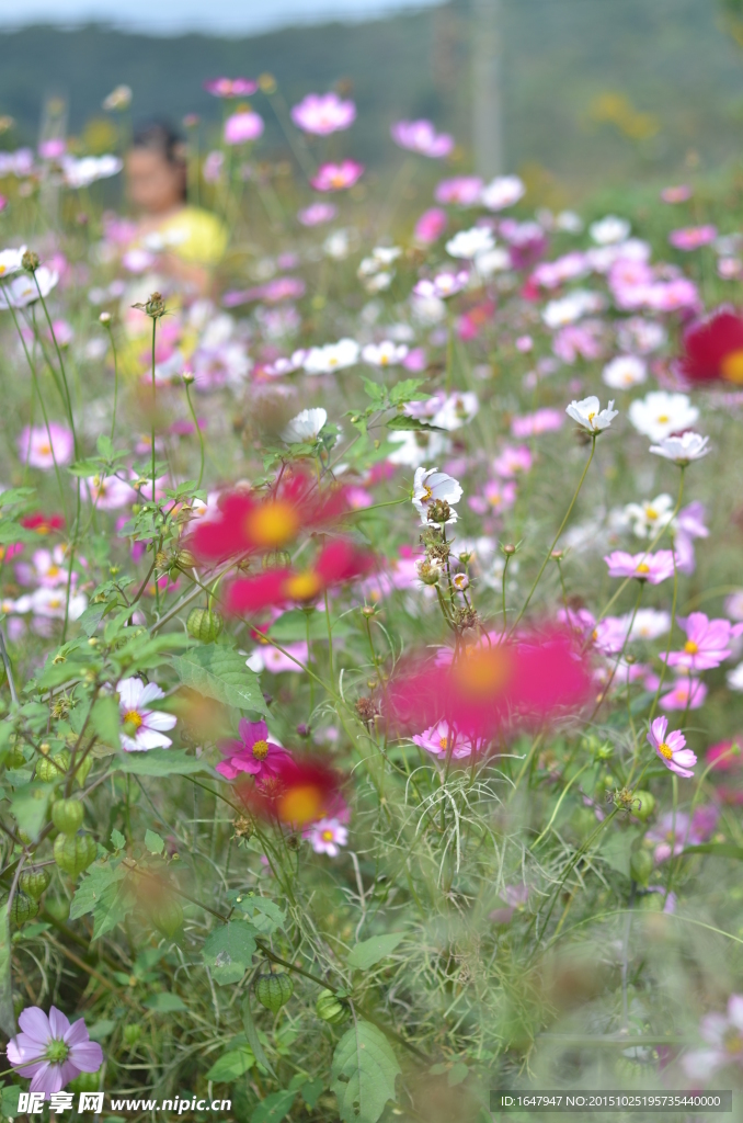 格桑花海