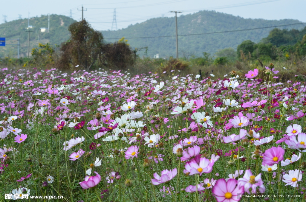 格桑花海
