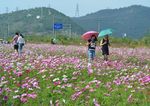 格桑花海
