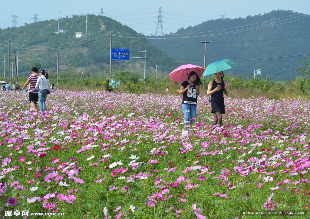 格桑花海