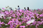 格桑花海
