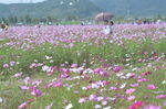 格桑花海