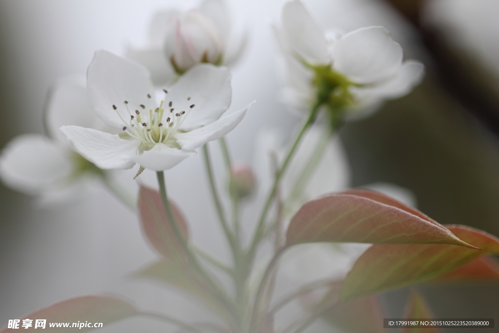 梨花 白花