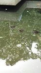 水中的乌龟图片