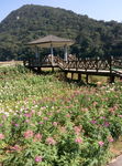 花田风景图片