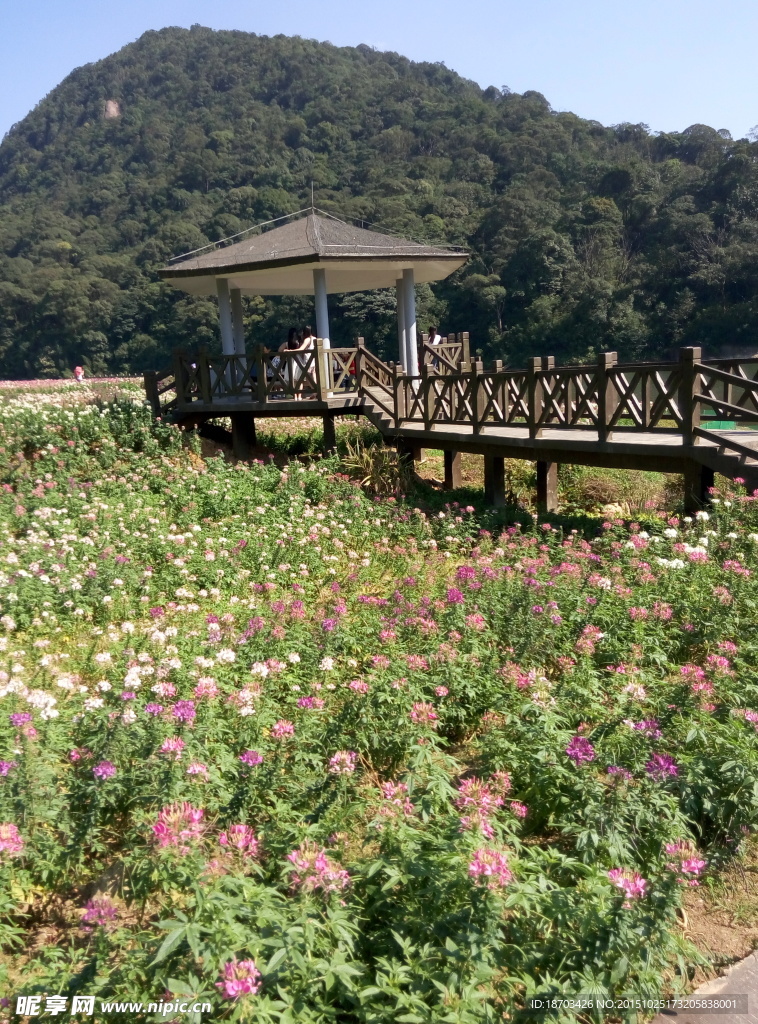 花田风景图片