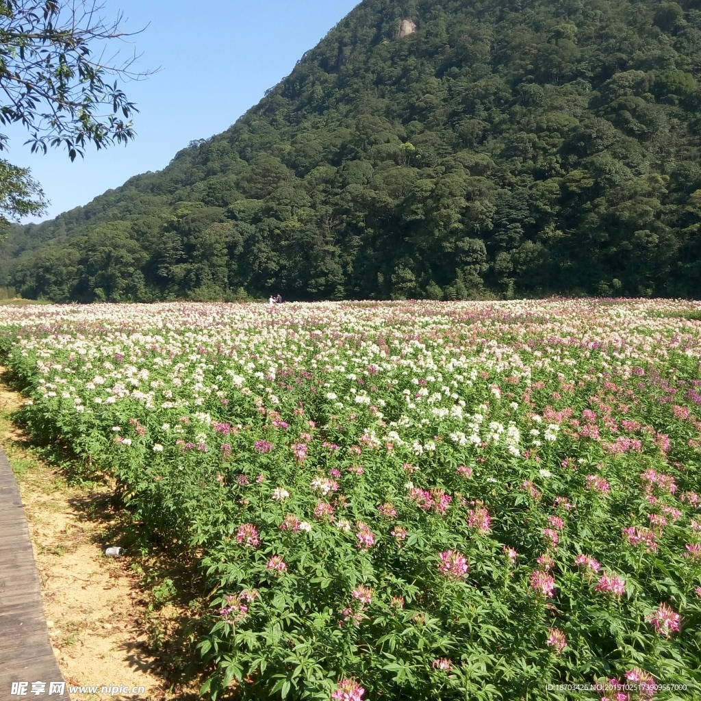 花田美景图片