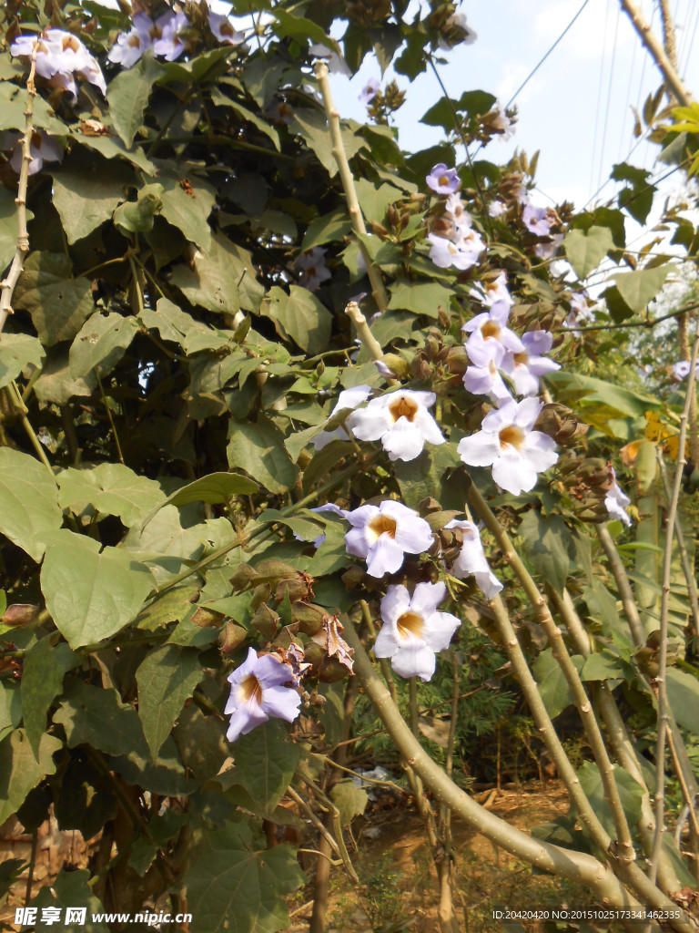 木瓜花