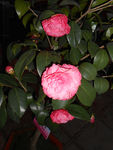 茶花