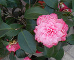 茶花