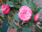 茶花