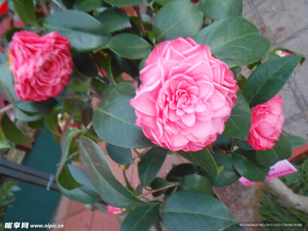 茶花