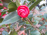 茶花