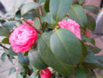 茶花