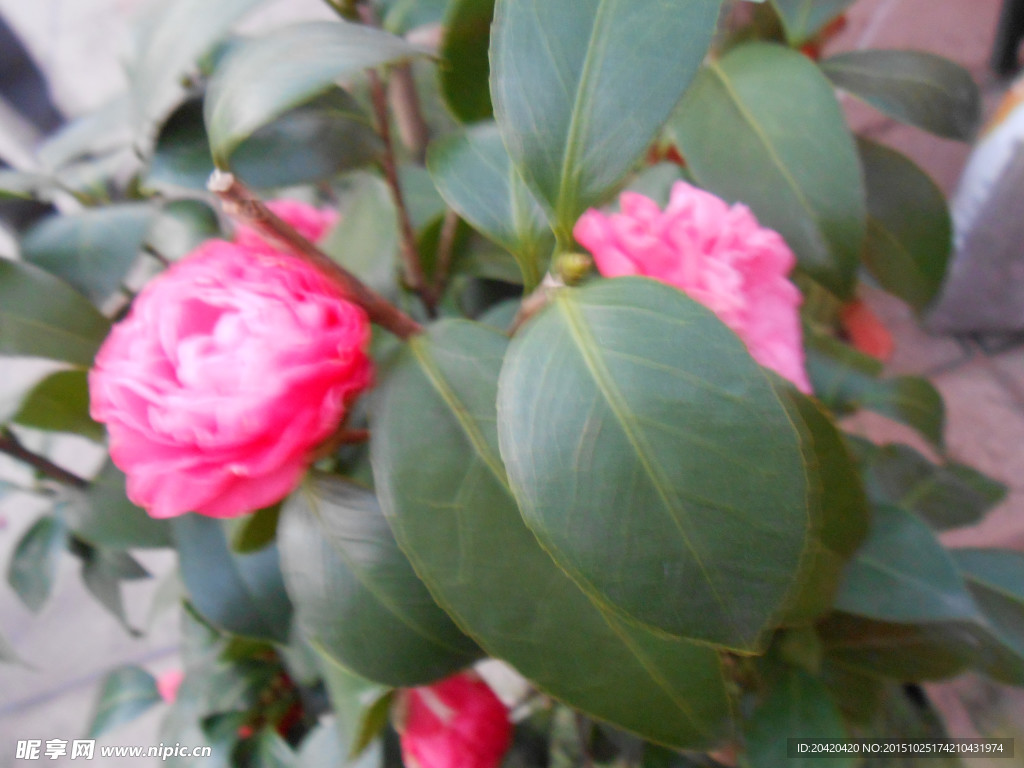 茶花