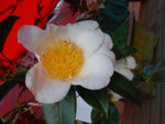 茶花