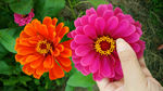 百日菊
