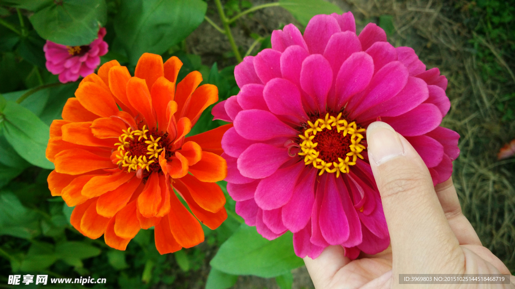 百日菊