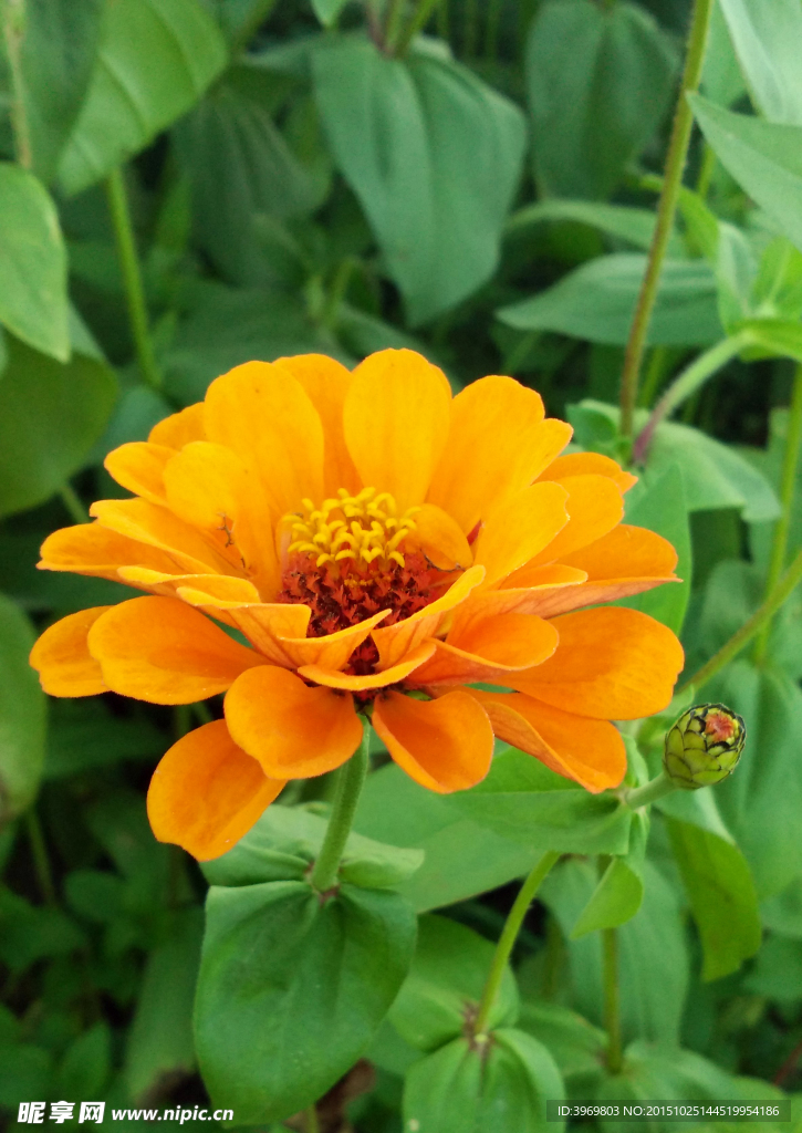 百日菊