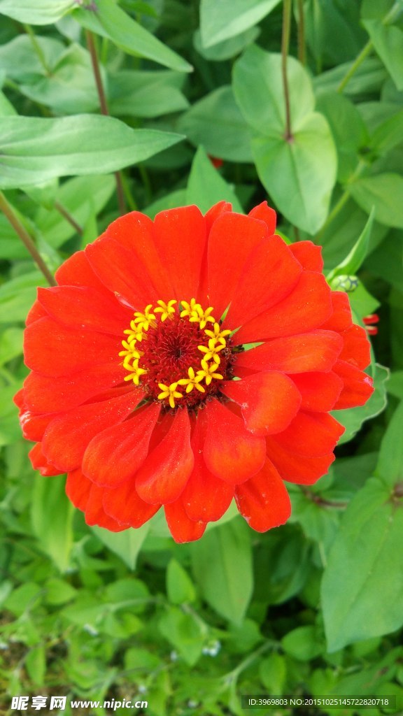 百日菊