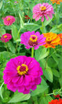 百日菊