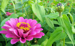 百日菊