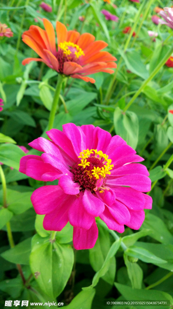 百日菊