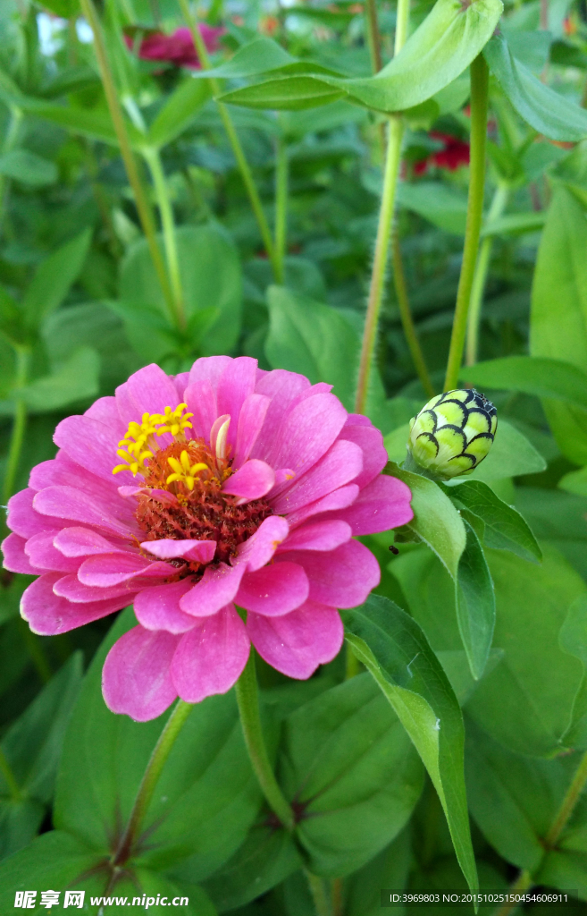 百日菊