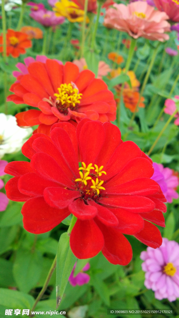 百日菊