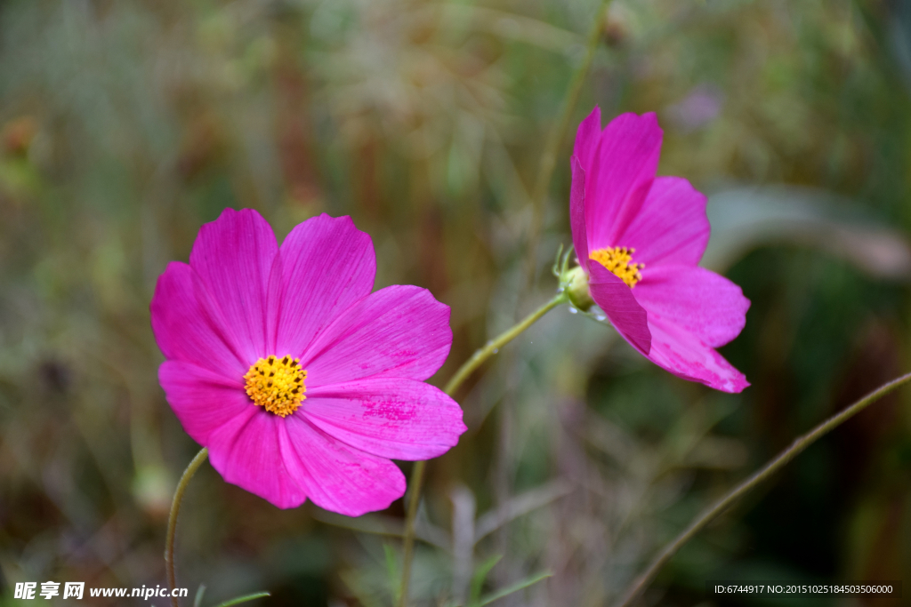 格桑花