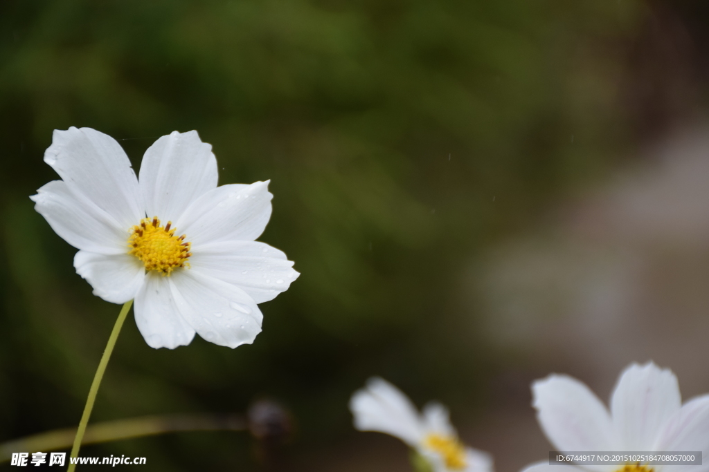 格桑花