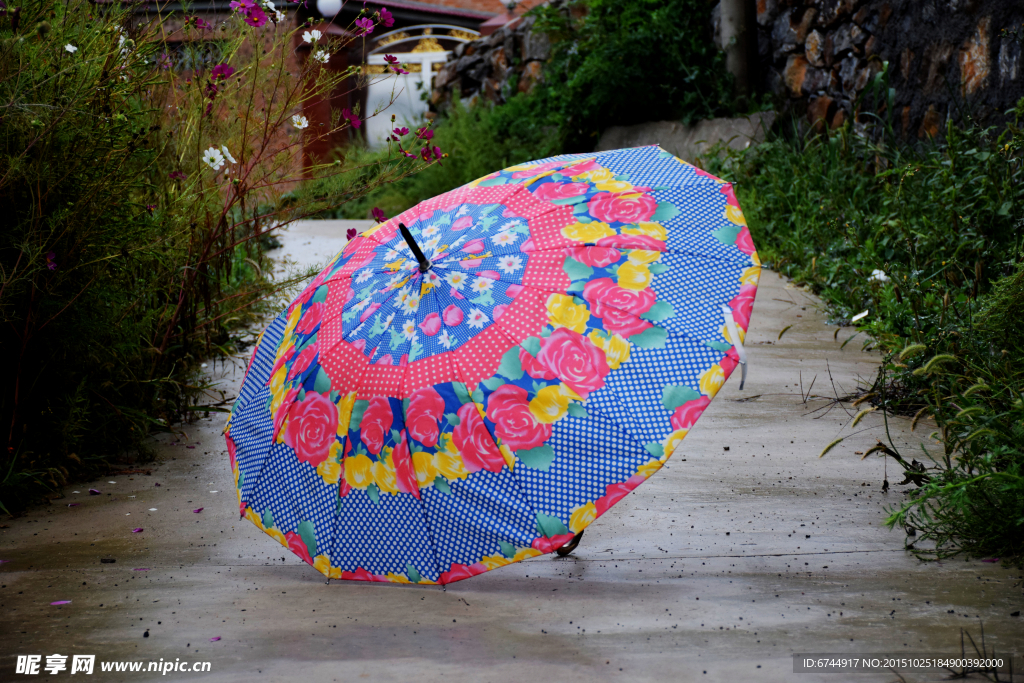 花雨伞