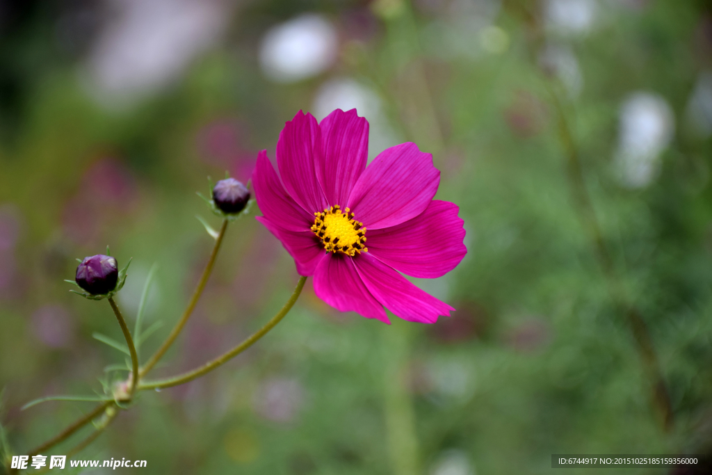 格桑花