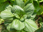 大青菜