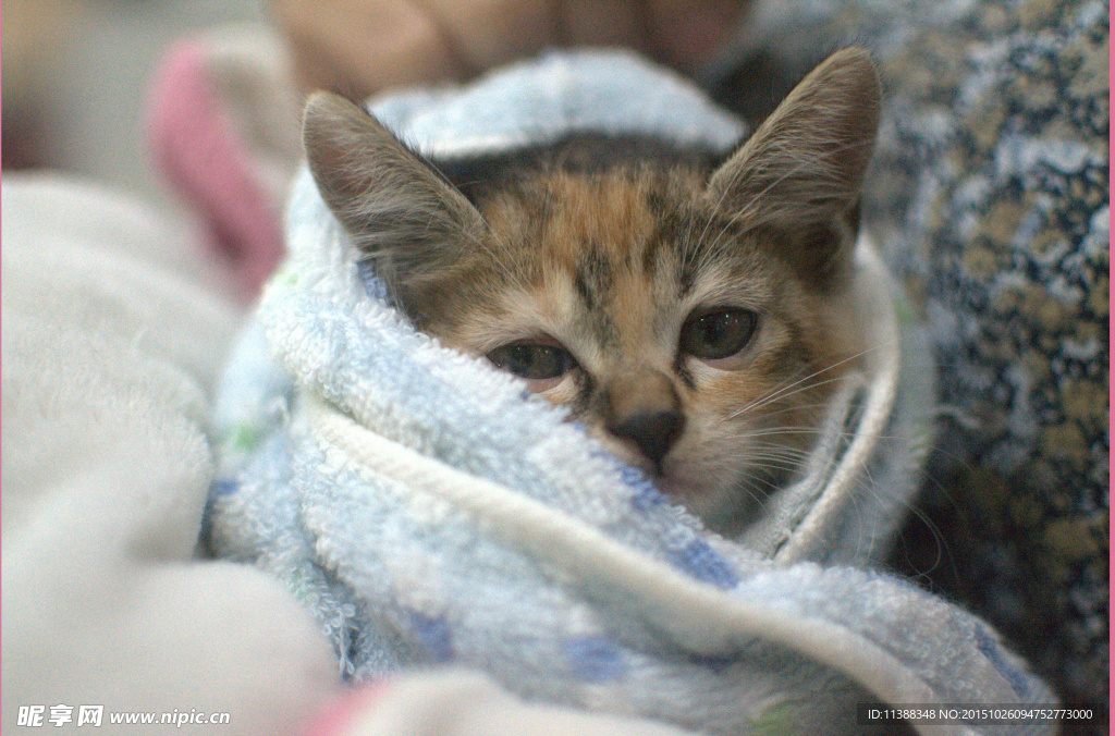小猫