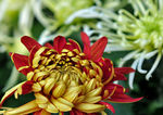 中山公园菊花