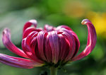 中山公园菊花