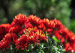 中山公园菊花