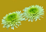 中山公园菊花