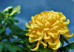 中山公园菊花