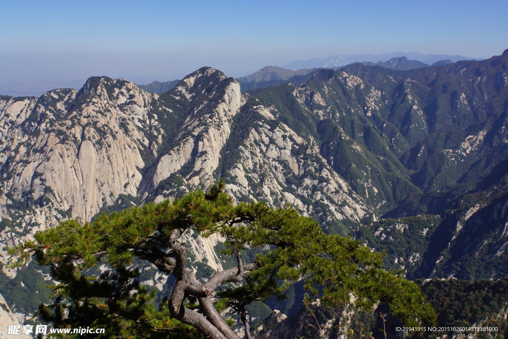 高山松