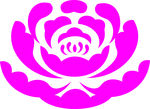 牧丹花