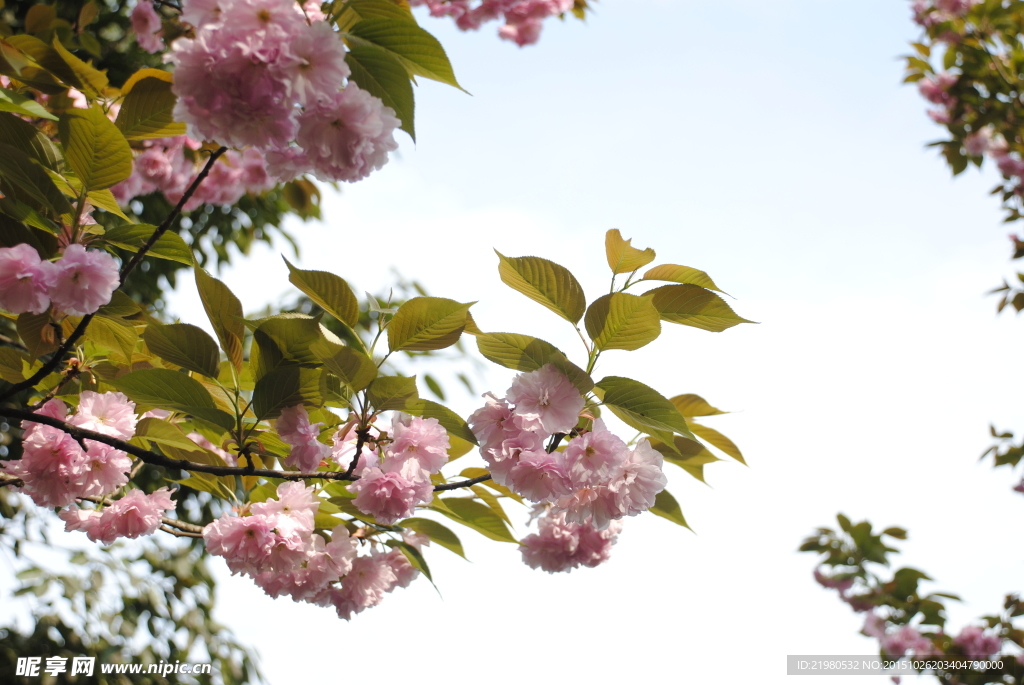 樱花